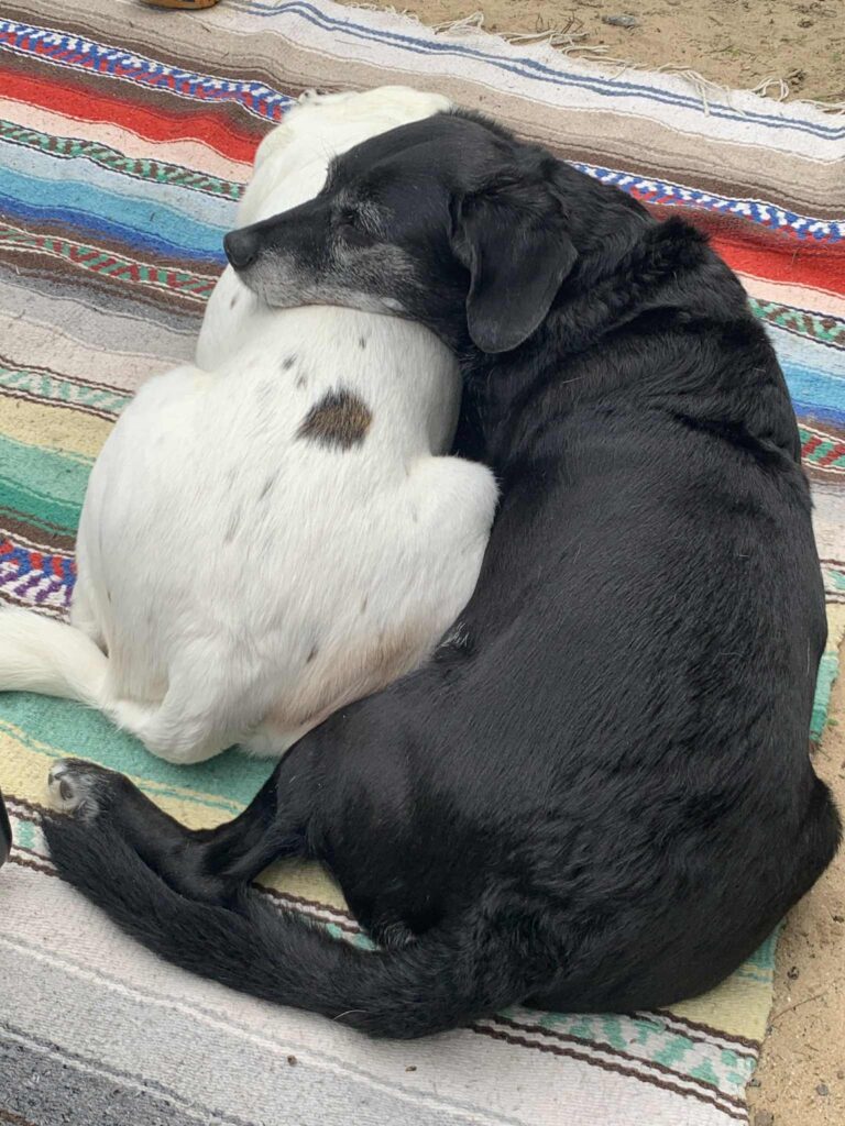 Luke and Leia enjoying doing nothing but looking at the people passing by on the beach and enjoying their own company