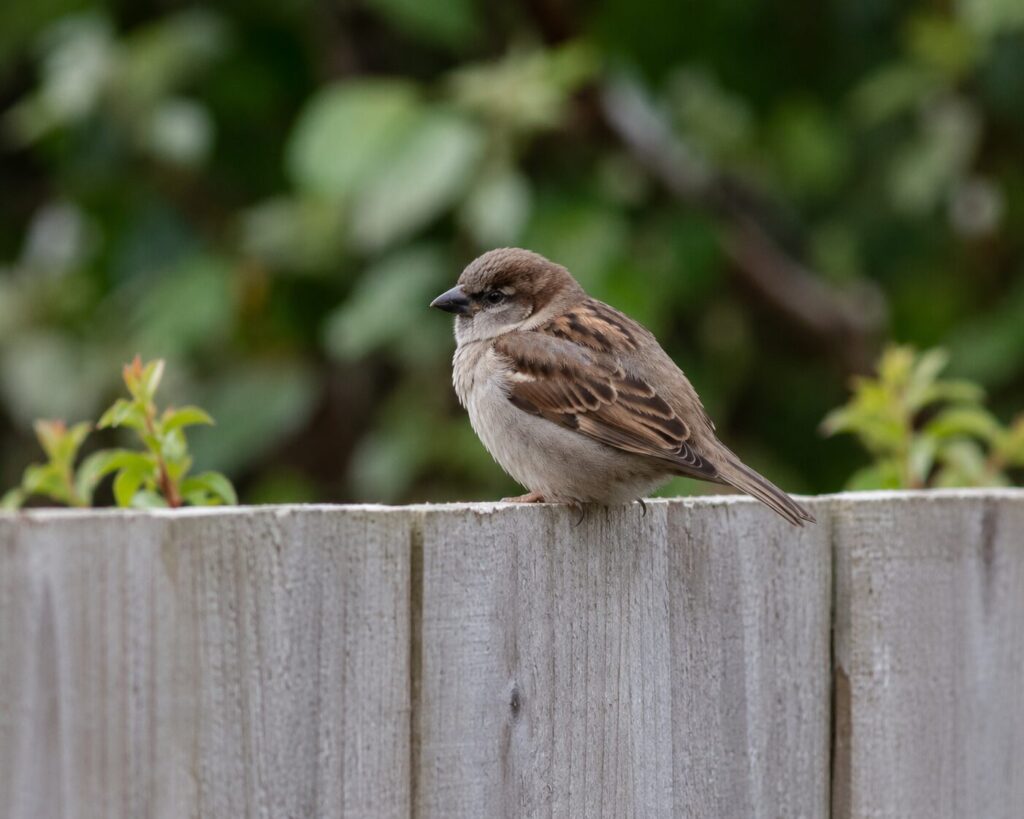 A sparrow on a wooden fence in the garden