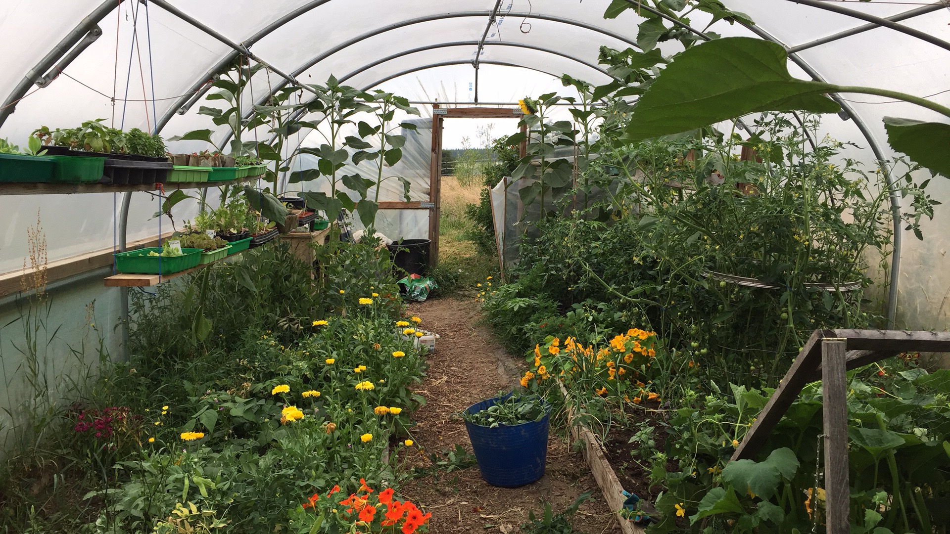 What Gardening Taught Me About Slowing Down